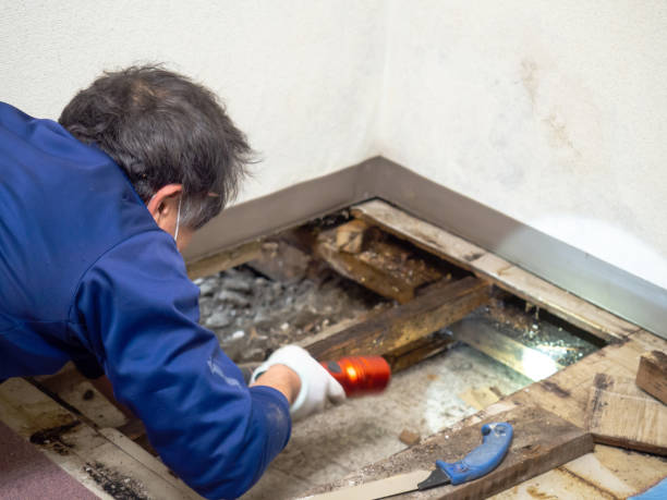 Best DIY Mold Remediation Support Services in Big Le, AK
