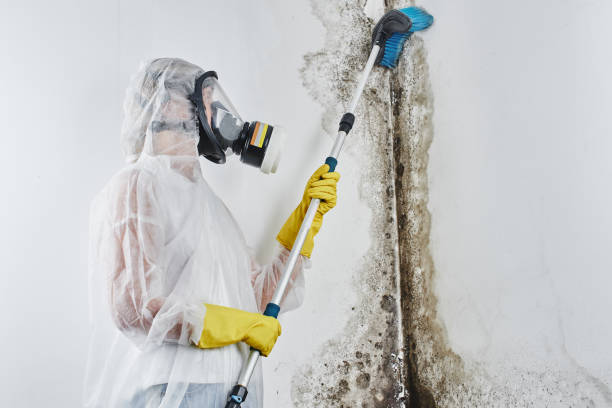 Best Emergency Mold Remediation in Big Le, AK
