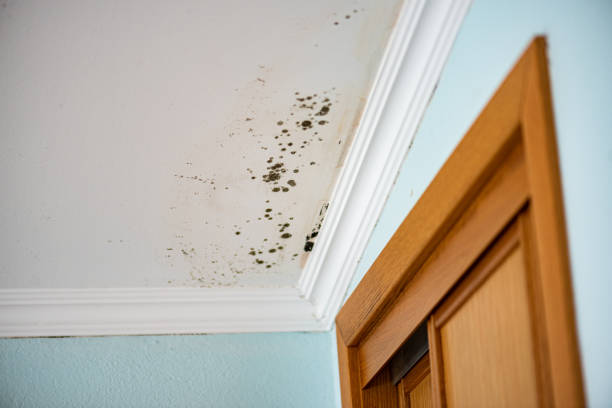  Big Le, AK Mold Removal Pros