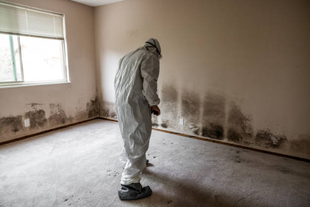 Best Basement Mold Remediation in Big Le, AK